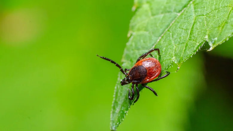 Ditch Pesticides: There’s A Beautiful Berry Bush That Can Help Deter Ticks