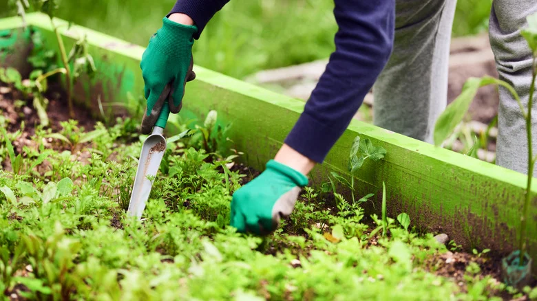 Ditch Raised Planter Beds: The Cheaper Alternative That Naturally Keeps Weeds Out