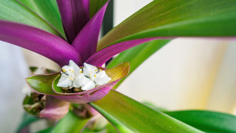 Ditch The Dirt With This Easy-To-Care-For Purple Hydroponic Houseplant