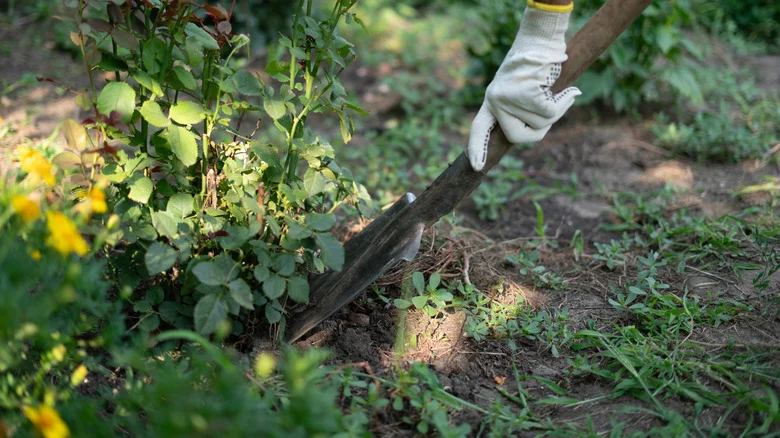 Ditch The Shovel: 10 No-Dig Ways To Get Rid Of Weeds