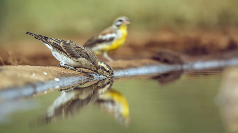 Ditch The Standard Bird Bath: Amazon Has A Beautiful Solution To Provide Water