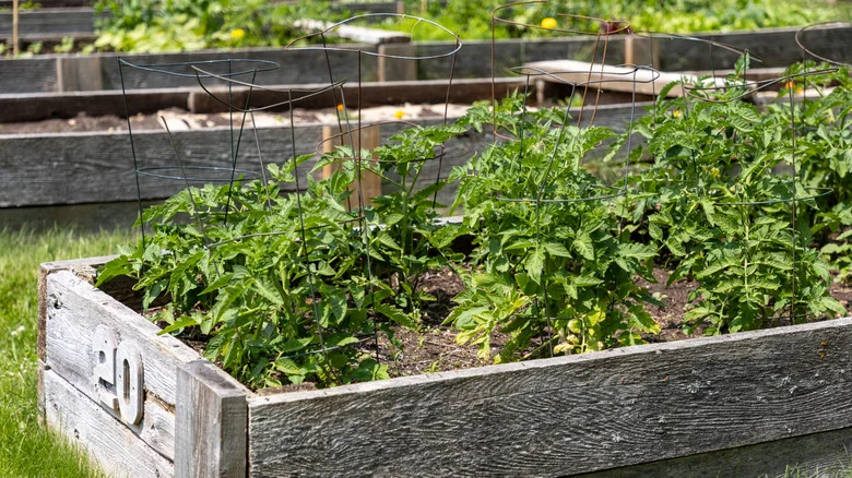 Ditch The Traditional Tomato Cage For A Unique Method That Gives You A Sweeter Harvest