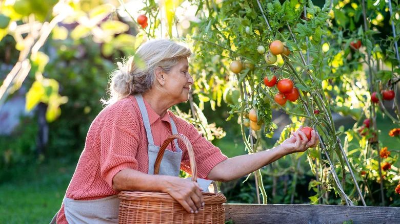 Ditch The Traditional Tomato Cage For An Alternative You Can DIY With Backyard Scraps