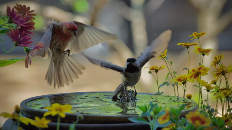 Ditch Traditional Bird Baths: This Easy Solution From Amazon That Doubles As Garden Décor