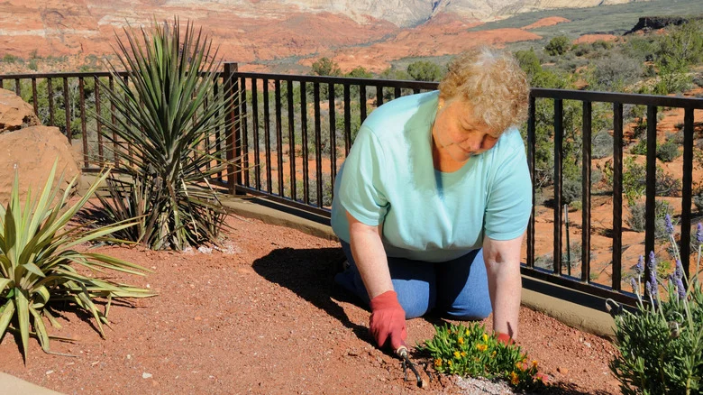 Ditch Traditional Lawns: The Colorado Landscaping Alternative That’ll Survive A Drought