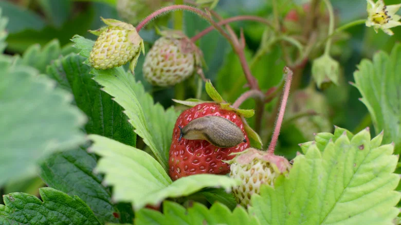 DIY A Budget-Friendly Strawberry Planter That Solves Your Pest Problems