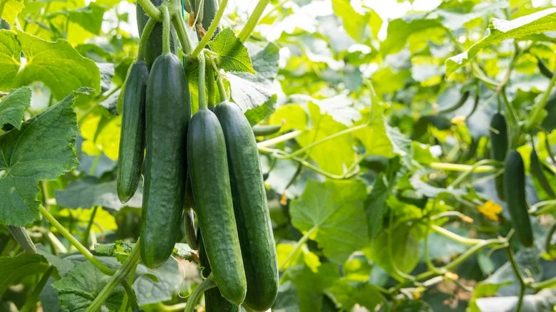 DIY A Cucumber Trellis On A Budget With TikTok’s Easy DIY