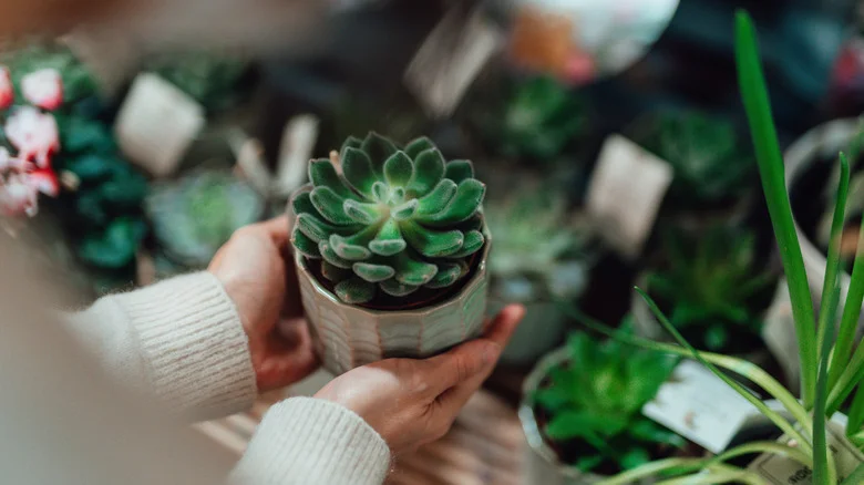 DIY A Mini Makeshift Greenhouse Using A Repurposed Item