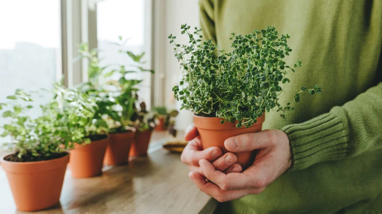 DIY A Stunning Countertop Herb Planter With An Unexpected Kitchen Item