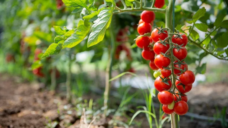 DIY A Sun Shade For Your Garden To Keep Plants Cool On Those Extra Hot Days