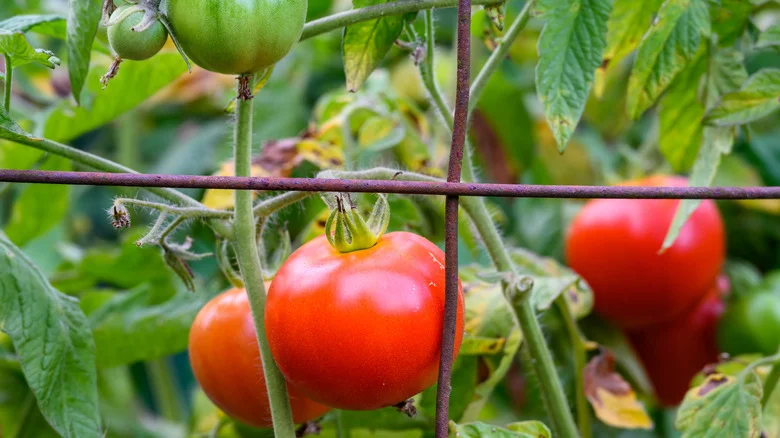 DIY A Tomato Cage With The Help Of Old Wire Fencing