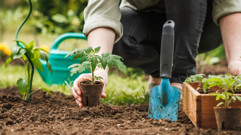 DIY A Tomato Trellis That Provides A Unique Solution To A Common Growing Pain