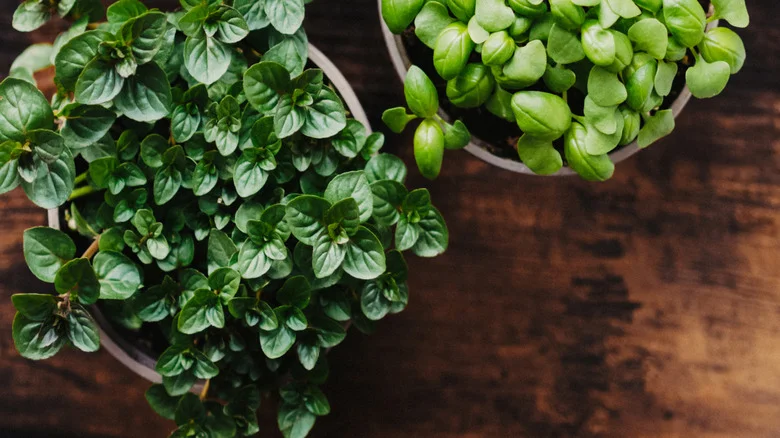 DIY A Topiary Planter To Control Fast-Spreading Herbs