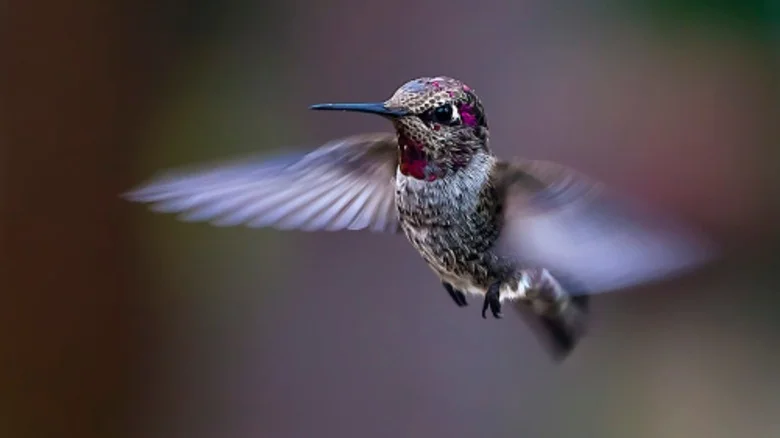 DIY A Unique Hummingbird Feeder Mask For A Close-Up View Of Your Visitors