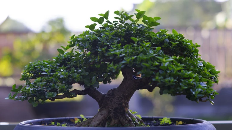 DIY Bonsai Soil That Is Sure To Make Your Little Plants Thrive