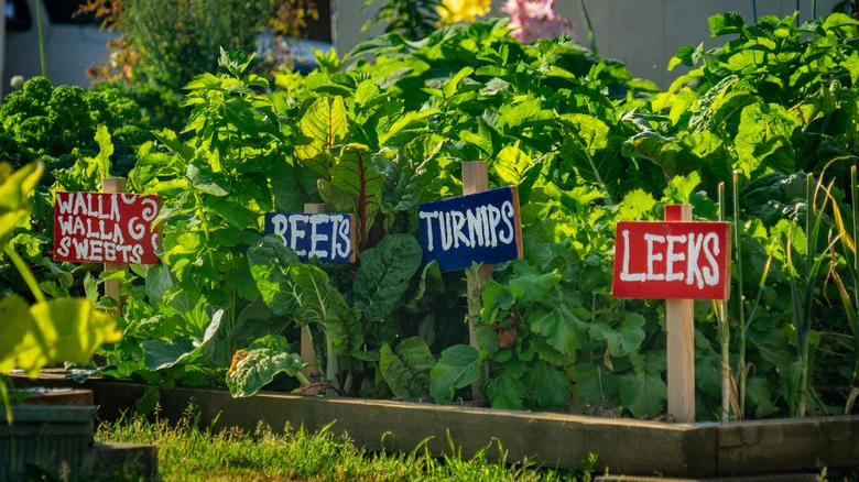 DIY Creative Garden Labels Using These 9 Common Household Items
