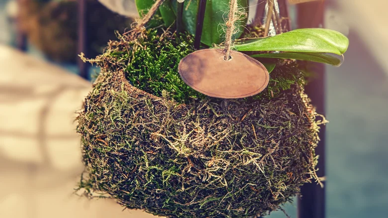 DIY Mossy Outdoor Plant Hangers For A Pop Of Green This Spring