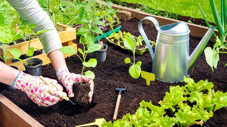 DIY Raised Garden Beds With This Practically Free Hack
