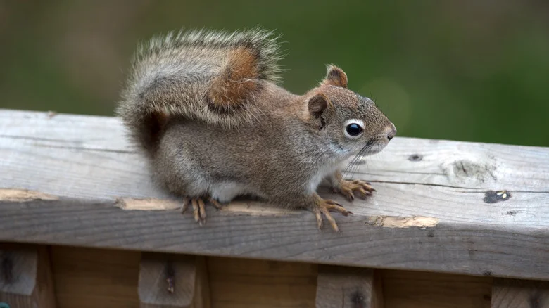 DIY Squirrel Repellant To Save Your Deck & Outdoor Spaces From Destruction