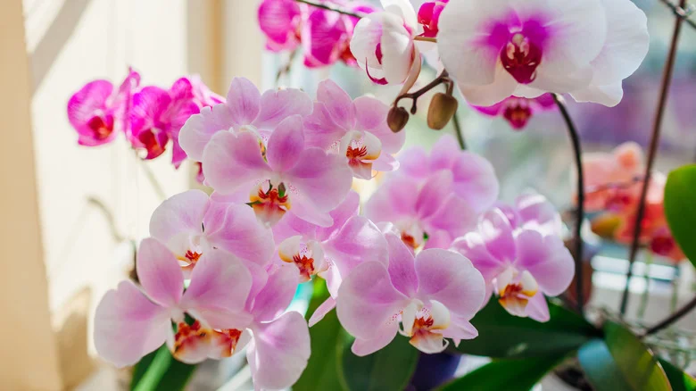 Do DIY Orchid Fertilizers Encourage Beautiful Blooms?