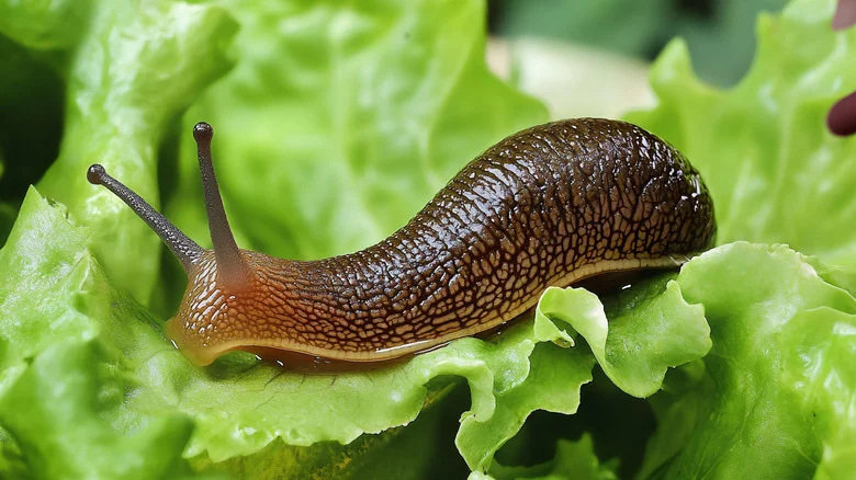 Do Eggshells Really Keep Slugs & Snails Out Of The Garden? Here’s What To Know