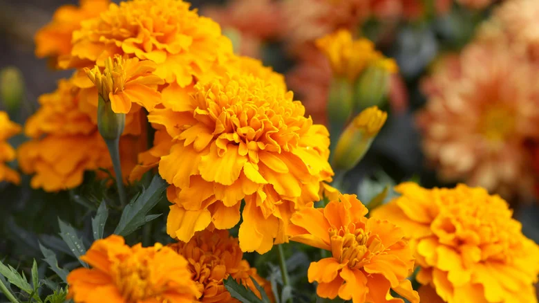 Do Marigolds Really Repel Spiders? Our Entomology Expert Weighs In