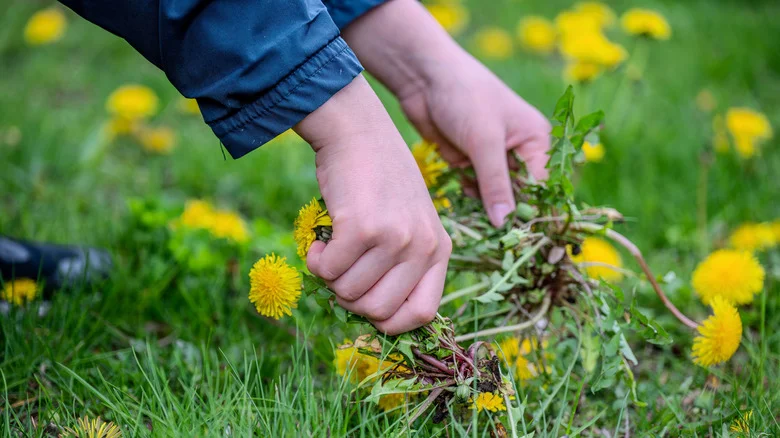 Do The Benefits Of Having Dandelions In Your Yard Outweigh The Downsides?