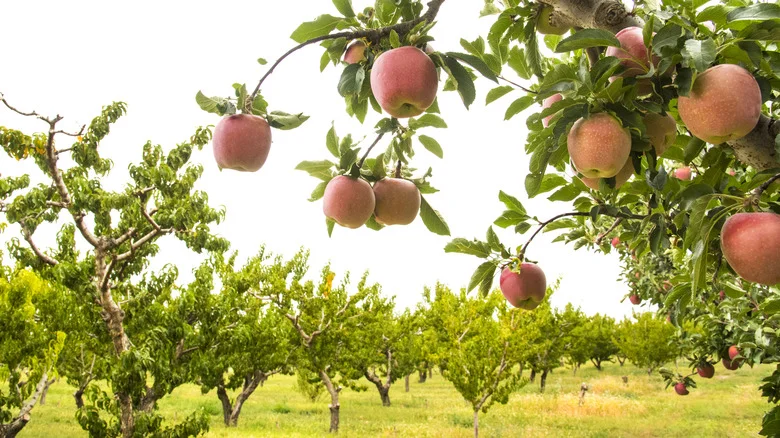 Do You Need To Plant Multiple Trees To Produce Fruit? It Depends