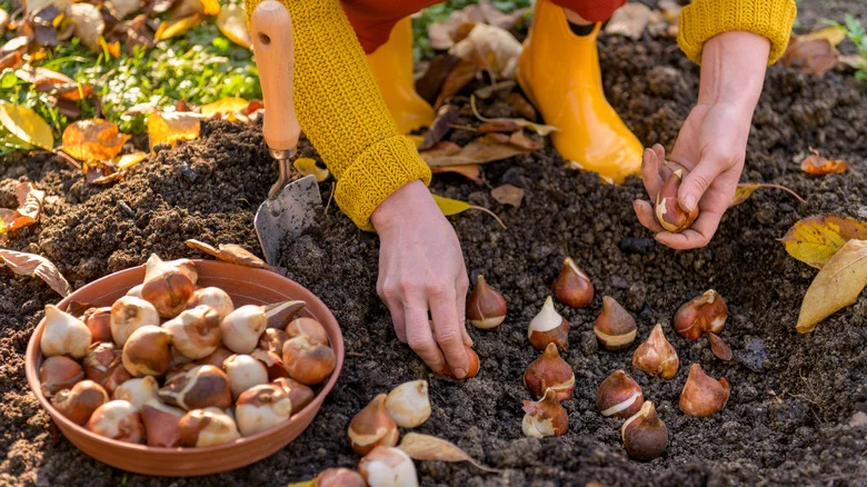 Do Your Bulbs Really Need To Be Perfectly Planted? Here’s What Our Master Gardener Says