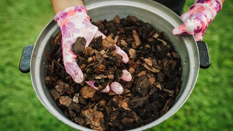 Does Adding Orchid Bark To Your Soil Make Your Plants More Prone To Mold?