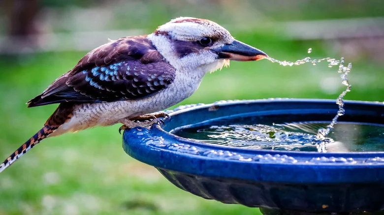 Does Cinnamon Work As A Good Pest Repellent For Your Bird Bath?