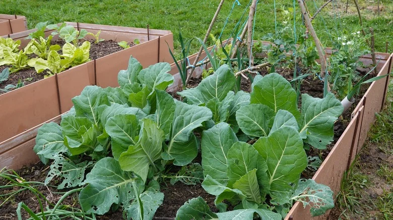Does Companion Planting Work? Here’s What The Science Says