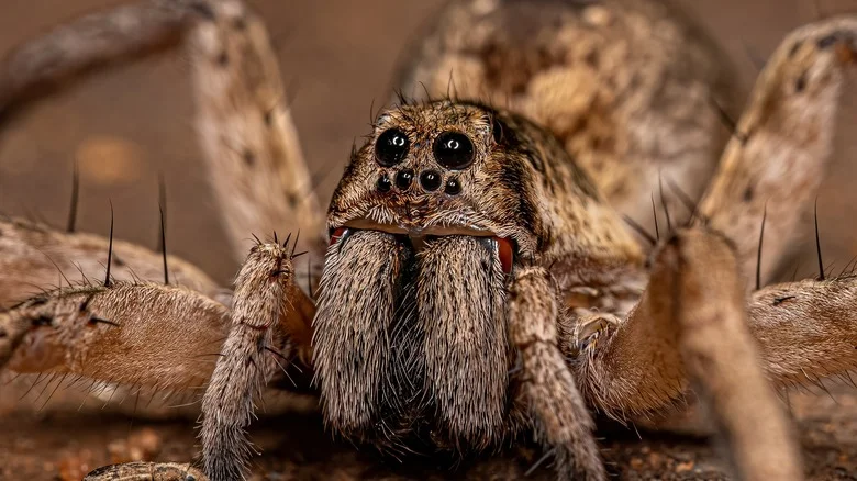 Does Green Light Really Attract Wolf Spiders?