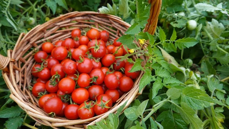 Does Growing Tomatoes From Seed Or Buying Them As A Seedling Yield A Bigger Harvest?