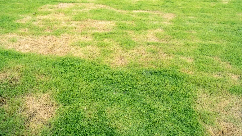 Does Hydro Mousse Liquid Lawn Work Or Is It Too Good To Be True?