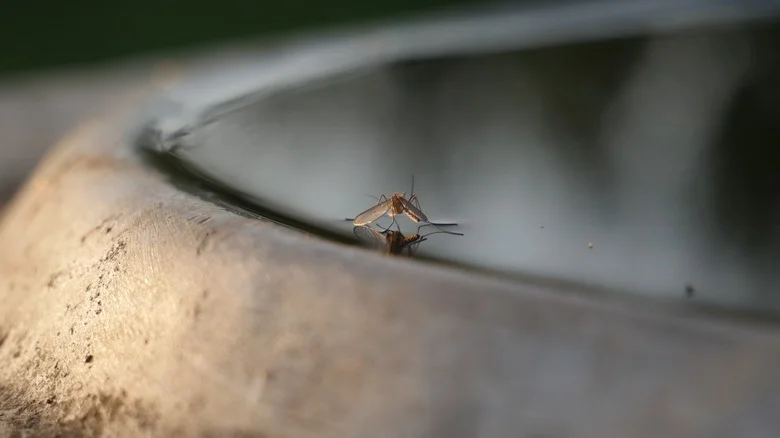 Does Lemongrass Really Keep Your Rain Barrel Mosquito-Free?