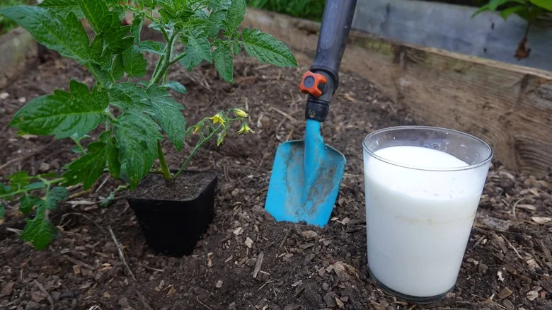 Does Milk Actually Work To Treat Mildew In Your Garden?