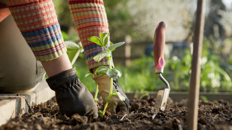 Does The Old Farmer’s Almanac Really Help When It Comes To Planting Vegetables?