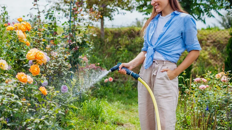 Does The Time Of Day Matter When Watering Your Plants? Here’s What We Found