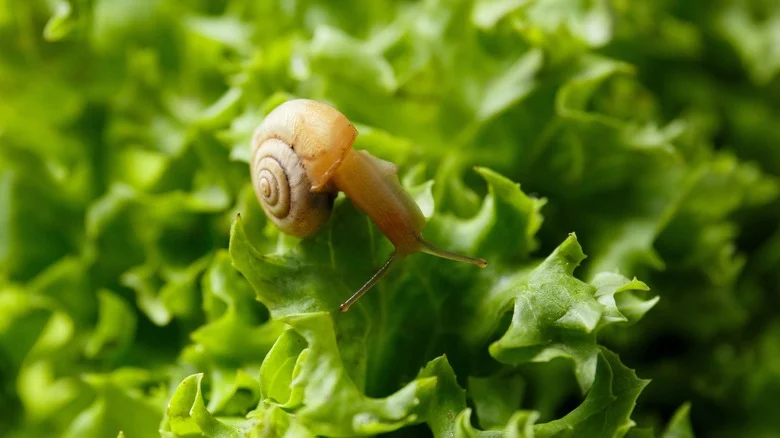 Does This Simple Hack Really Get Rid Of Snails Humanely?