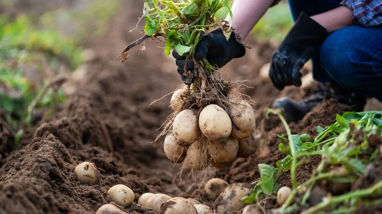 Does Vinegar Help Or Harm Potatoes In Your Garden?