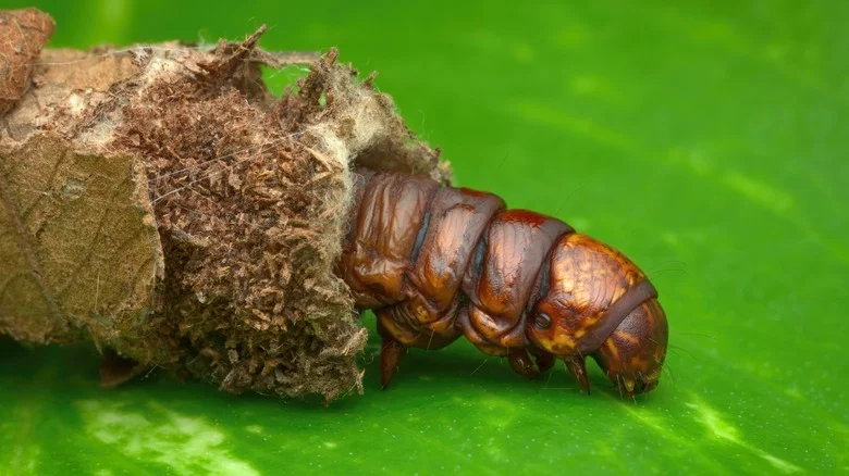 Does Vinegar Kill Bagworms? Here’s What You Should Know