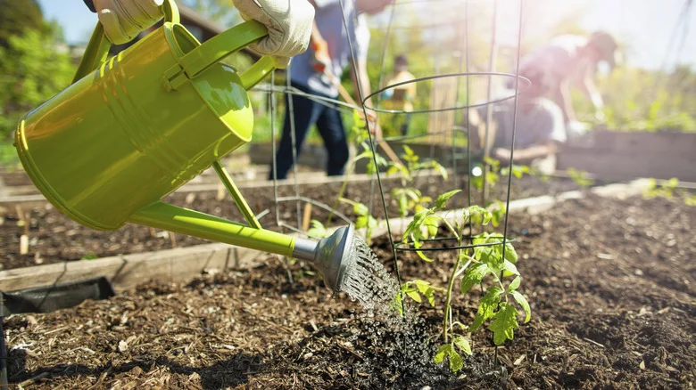Does Watering Your Garden With Garlic Really Make It Thrive?