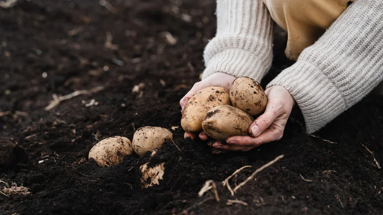 Does Your Garden Need Black Soil? Here’s What To Know
