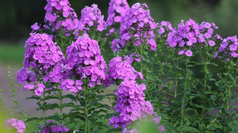Don’t Confuse Phlox For This Invasive Weed (And What To Do About It)