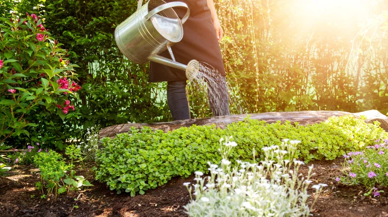 Don’t Fall For Its Beauty: The Blooming Ground Cover You Don’t Want In Your Garden