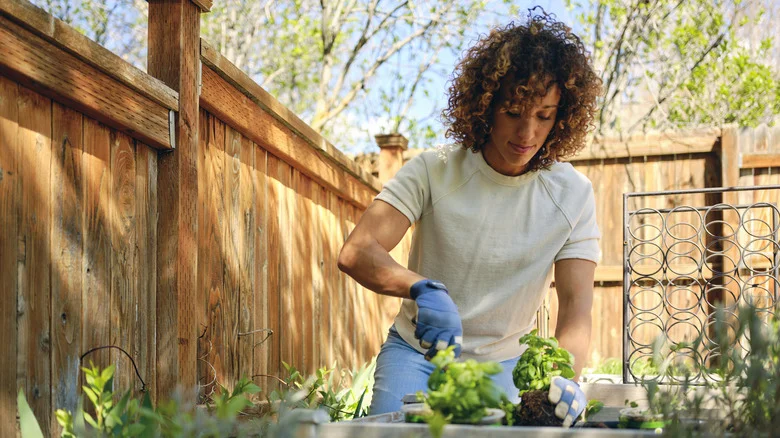 Don’t Forget One Essential Step If Using Aluminum Foil In Your Garden