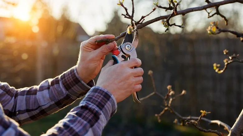 Don’t Forget To Prune These 10 Types Of Fruit Trees In Early Spring