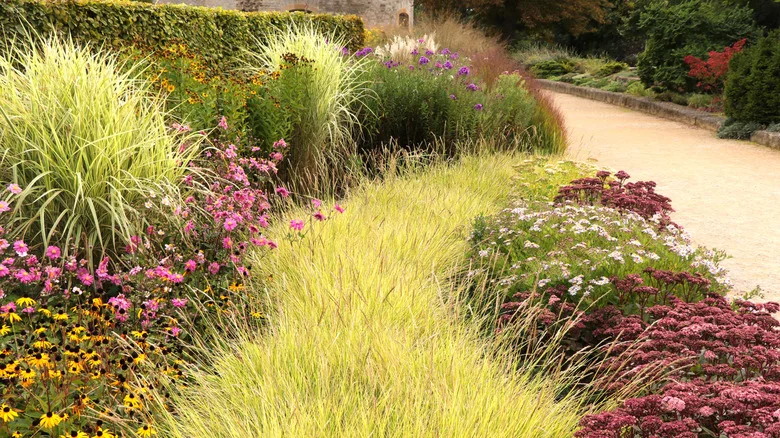 Don’t Get Duped By Its Beauty: The Ornamental Grass You Might Not Want In The Yard