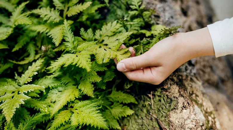 Don’t Ignore Ferns This Fall- Here’s How To Ensure They’ll Flourish In Cooler Weather